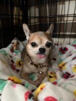Close-up portrait of Bandit, a male Chihuahua puppy