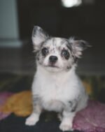 Female Chihuahua puppy Coco ready for her forever home
