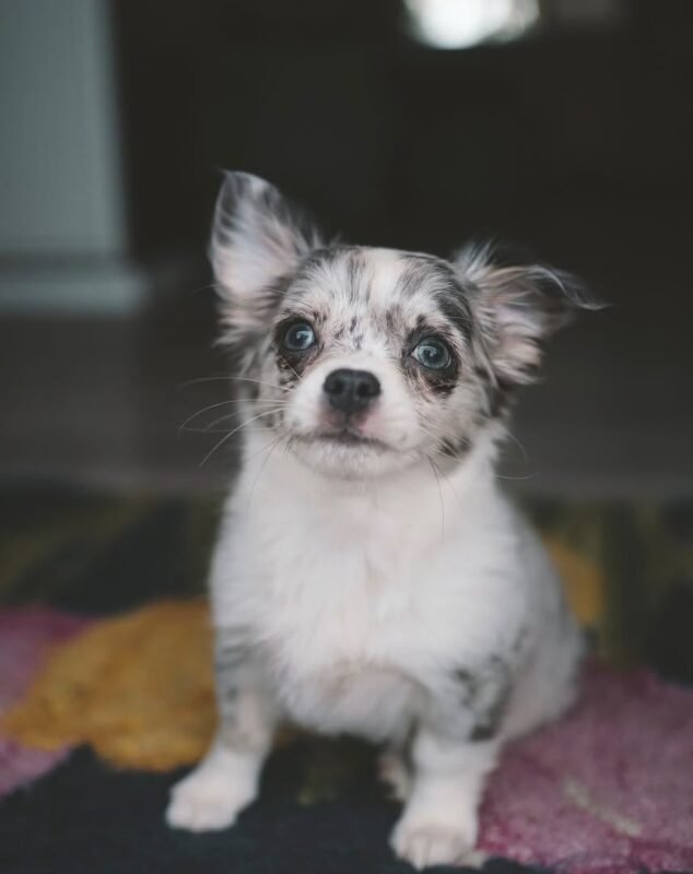 Female Chihuahua puppy Coco ready for her forever home