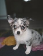 Close-up portrait of Coco, a female Chihuahua puppy