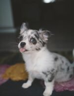 Coco the female Chihuahua puppy playing – Amazing Pupps