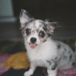 Coco – female Chihuahua puppy for sale at Amazing Pupps