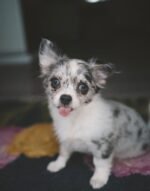 Coco – female Chihuahua puppy for sale at Amazing Pupps