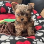 Male Yorkshire Terrier puppy for sale