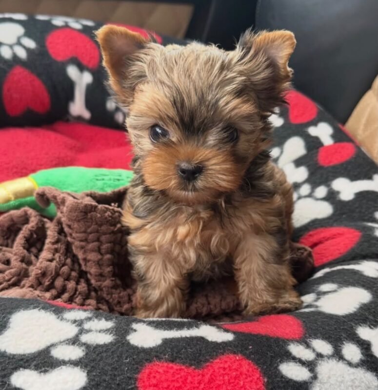Male Yorkshire Terrier puppy for sale