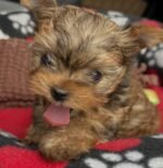 Yorkshire Terrier puppy sitting indoors
