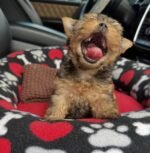 Male Yorkshire Terrier puppy standing on grass