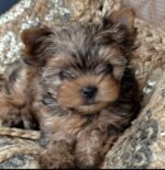 Close-up of a Yorkshire Terrier puppy’s face