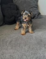 Male Yorkshire Terrier puppy for sale - amazingpupps.com Male Yorkshire Terrier puppy for sale