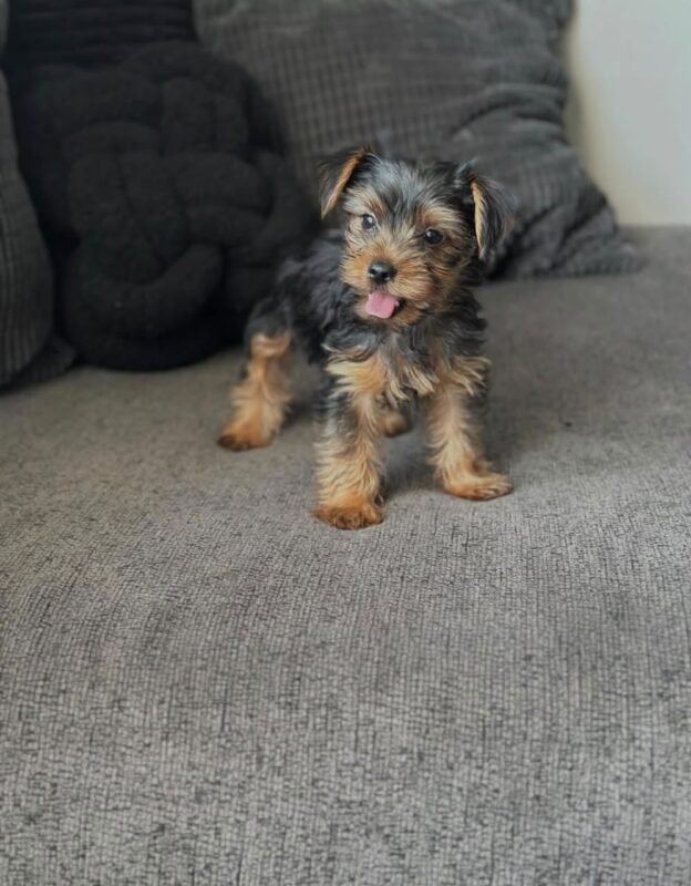 Male Yorkshire Terrier puppy for sale