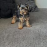 Close-up of a Yorkshire Terrier puppy’s face