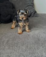 Close-up of a Yorkshire Terrier puppy’s face - amazingpupps.com Close-up of a Yorkshire Terrier puppy’s face