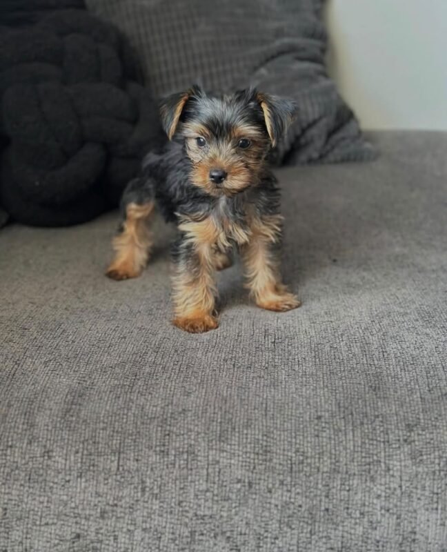 Close-up of a Yorkshire Terrier puppy’s face