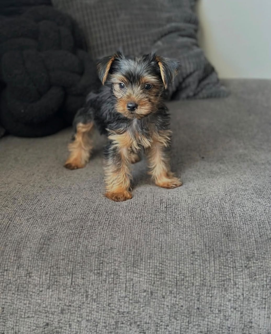 Close-up of a Yorkshire Terrier puppy’s face - amazingpupps.com Close-up of a Yorkshire Terrier puppy’s face