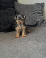 Close-up of a Yorkshire Terrier puppy’s face - amazingpupps.com Close-up of a Yorkshire Terrier puppy’s face