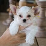 Female Yorkshire Terrier puppy for sale