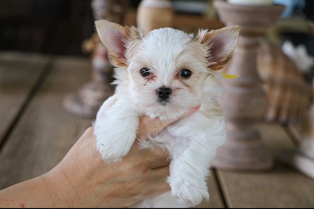 Female Yorkshire Terrier puppy for sale