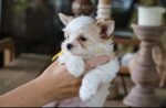 Female Yorkshire Terrier puppy sitting indoors