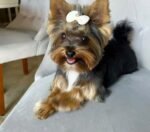 Female Yorkshire Terrier puppy for sale