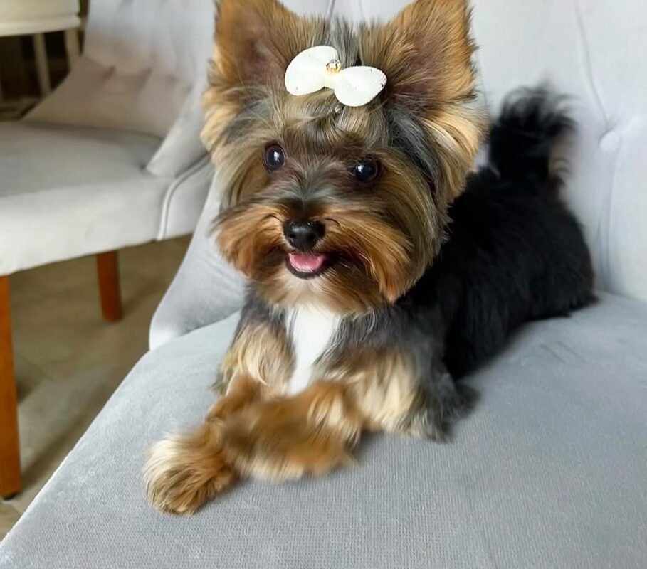 Female Yorkshire Terrier puppy for sale