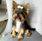 Close-up of a female Yorkshire Terrier puppy’s face