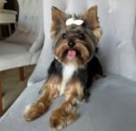 Female Yorkshire Terrier puppy sitting indoors