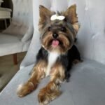 Female Yorkshire Terrier puppy sitting indoors