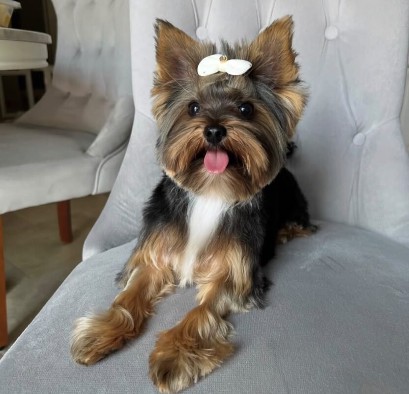 Female Yorkshire Terrier puppy sitting indoors