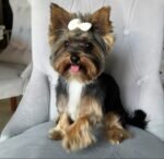Close-up of a female Yorkshire Terrier puppy’s face