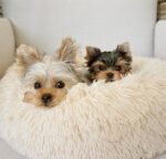 Female Yorkshire Terrier puppy for sale