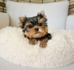 Female Yorkshire Terrier puppy for sale