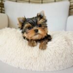 Female Yorkshire Terrier puppy for sale