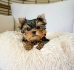 Female Yorkshire Terrier puppy for sale