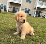 Sadie – female Golden Retriever puppy for sale at Amazing Pupps