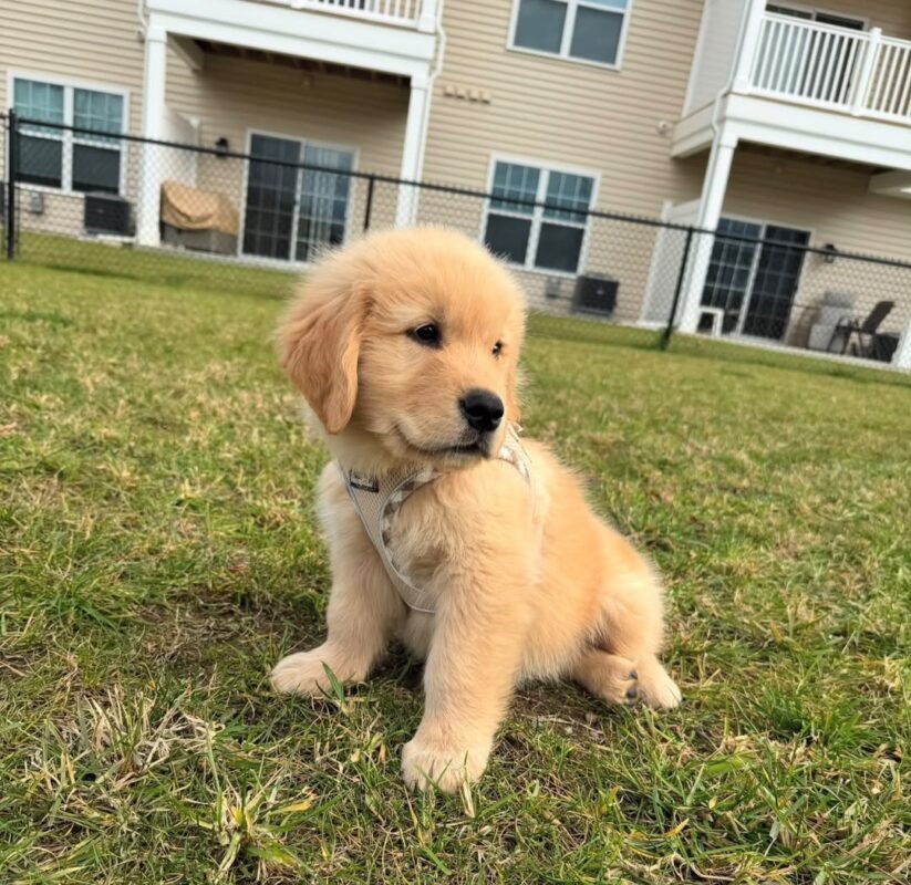 Sadie – female Golden Retriever puppy for sale at Amazing Pupps