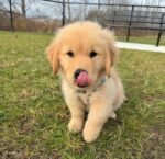 Sadie the female Golden Retriever puppy playing – Amazing Pupps