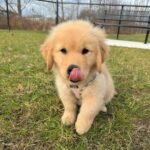 Sadie the female Golden Retriever puppy playing – Amazing Pupps