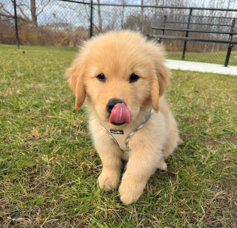Sadie the female Golden Retriever puppy playing – Amazing Pupps