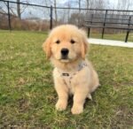 Close-up portrait of Sadie, a female Golden Retriever puppy