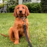 Cooper – male Golden Retriever puppy for sale at Amazing Pupps