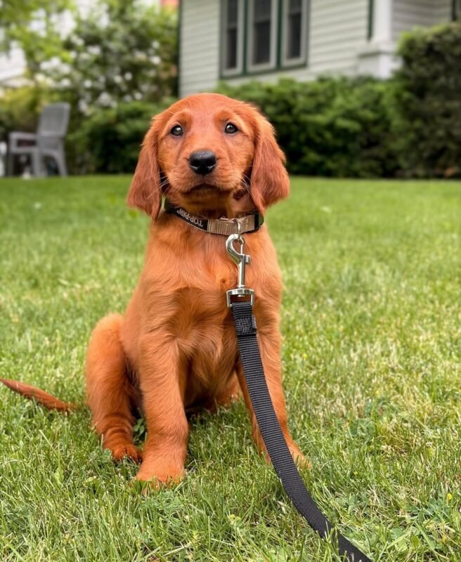 Cooper – male Golden Retriever puppy for sale at Amazing Pupps