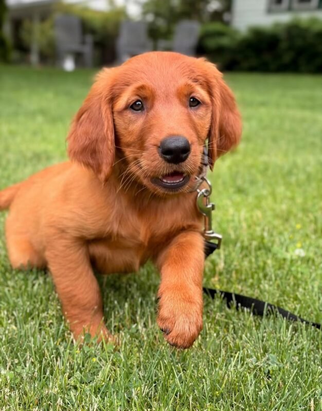 Cooper the male Golden Retriever puppy playing – Amazing Pupps