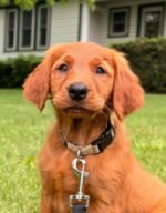 Close-up portrait of Cooper, a male Golden Retriever puppy