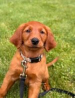 Male Golden Retriever puppy Cooper ready for his forever home