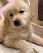 Goldie – female Golden Retriever puppy for sale at Amazing Pupps