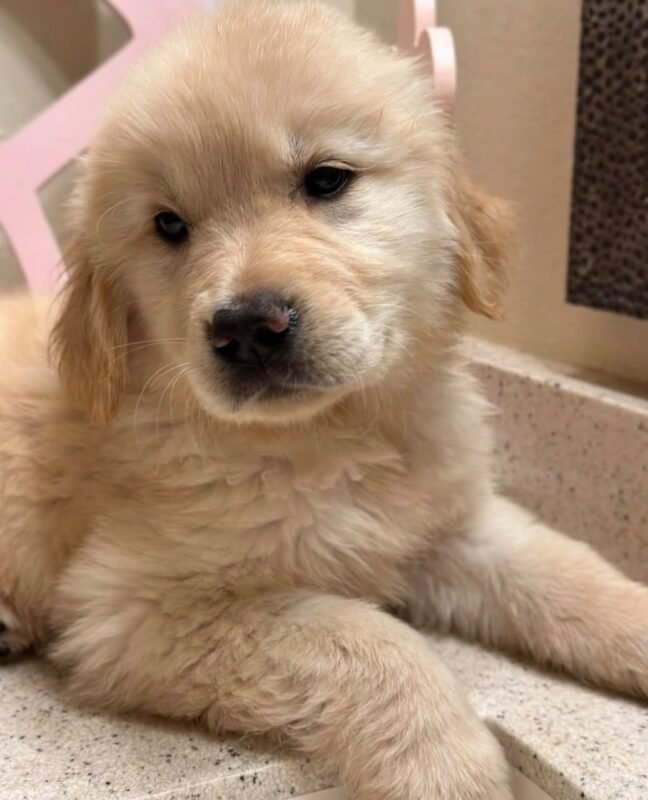 Goldie – female Golden Retriever puppy for sale at Amazing Pupps
