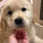 Goldie the female Golden Retriever puppy playing – Amazing Pupps