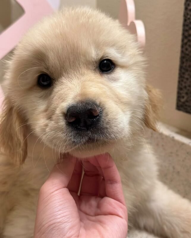 Goldie the female Golden Retriever puppy playing – Amazing Pupps