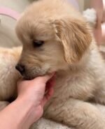 Close-up portrait of Goldie, a female Golden Retriever puppy