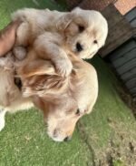 Female Golden Retriever puppy Sunny ready for her forever home